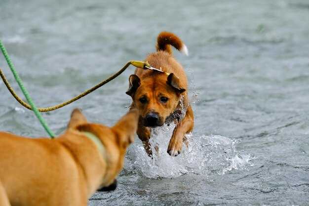 Pool Safety: Manage Drains, Fences, and Constant Supervision
