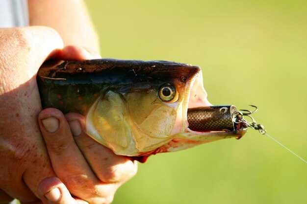 Common Live Baits and Target Species: Matching Bait to Gamefish