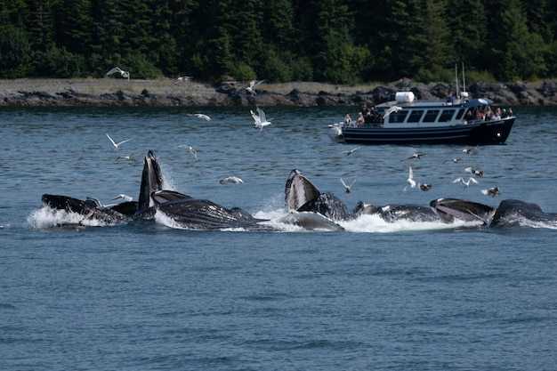 Monterey Bay Whale Watch – Best Whale Watching Tours and Tips