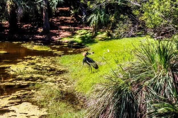 Myakka River State Park – Top Things to Do and Wildlife