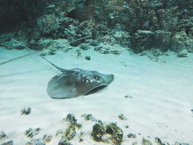 Identify Target Habitats and Keystone Species Across Sanctuaries