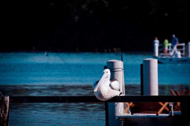 Nighttime Boating Safety – A Guide to Staying Safe in the Dark