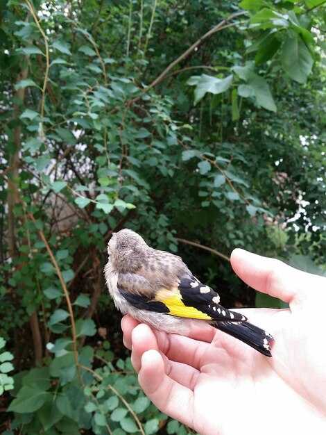 Audubon Kuş Rehberi'nde Bölge ve Yaşam Alanı Filtrelerini Kullanın