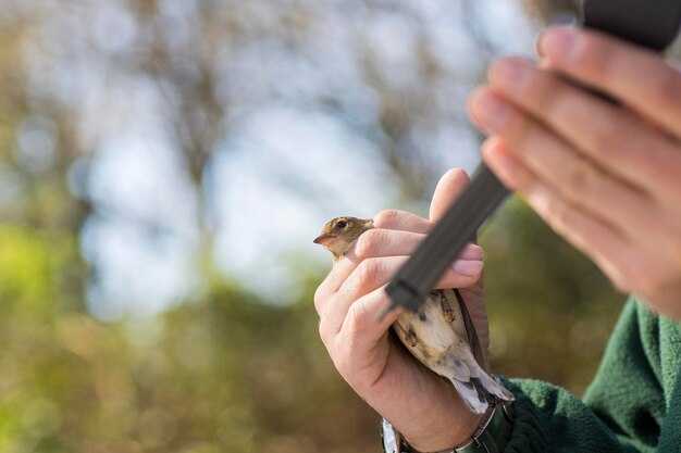 Search Audubon – A Guide to Finding Birds and Resources