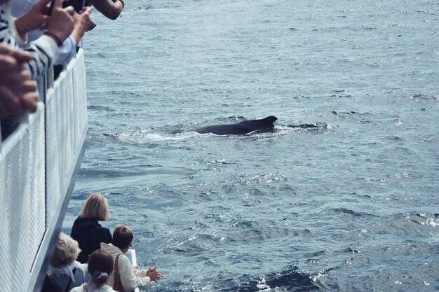 Seattle Orca Sightings, Best Times, Tour Calendar & Rates