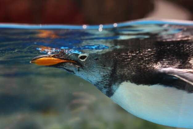 Reading the Bassmaster map: key features and interpretation