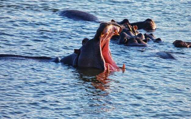 The 10 Best Deer Harbor WA Whale Watching Tours | Top Picks and Guide