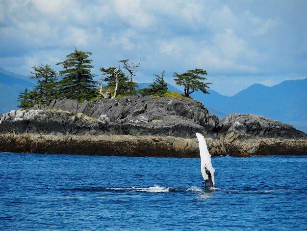Schedule options: morning, afternoon, and sunset whale watching