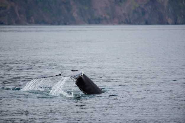 The 6 Best Whale Watching Tours in Seattle
