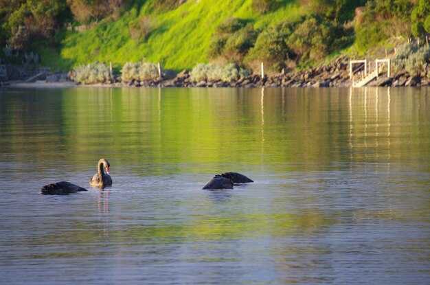 Choosing between dolphin watching and eco tours: key differences