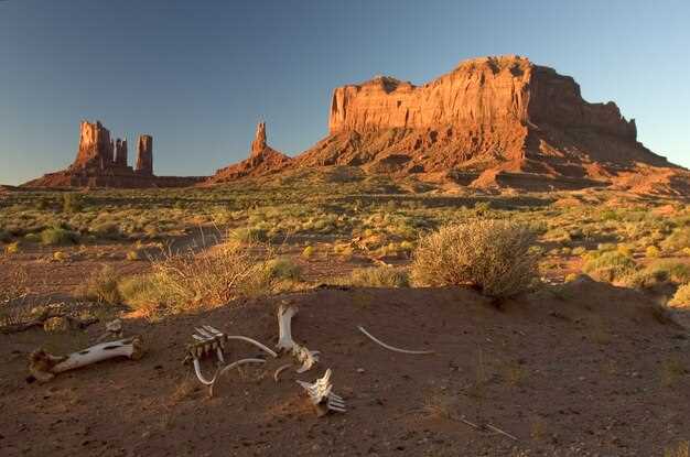 Overview of Available Rentals