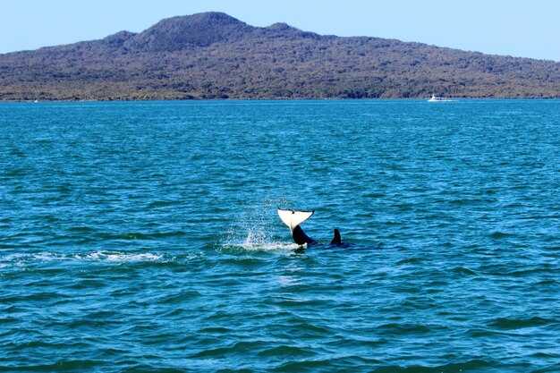 Family-Focused Guide to a Coastal Marine-Life Viewing Experience