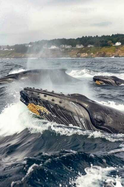 Five Practical Destination Profiles for Planning Your Whale Watching Trips in 2025