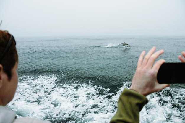 Best Months and Sea Conditions for Whale Watching in Madeira