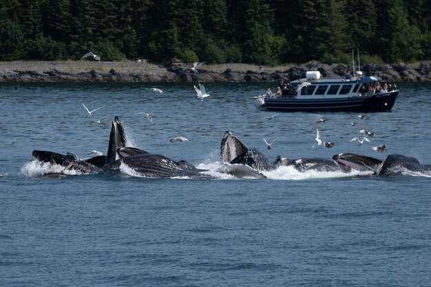 Whale Watching in San Clemente, California – Best Tours and Tips