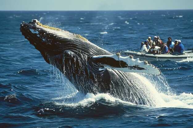 Whale Watching – The Ultimate Guide to Spotting Giants