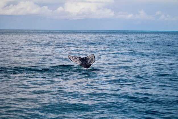 Safety, etiquette, and practical viewing tips to protect wildlife