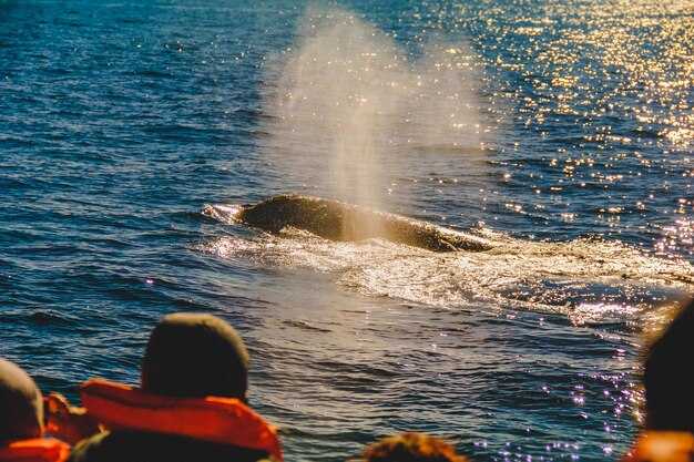 When to See Whales in Dana Point: Seasonal Windows and Peak Activity