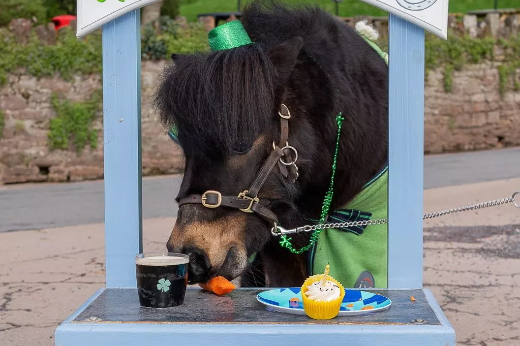 The Story of Patrick the Pony and His Guinness Fame