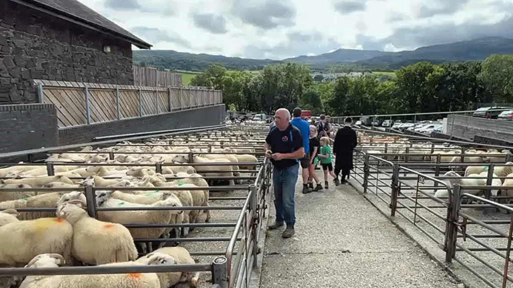 Easing of Travel Restrictions for Vaccinated Livestock in Wales