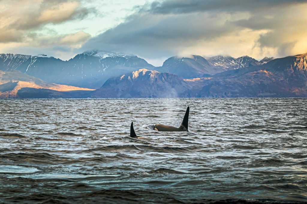 New “Auroras & Orcas” Adventure Launched in Norway
