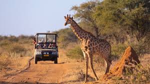 Exploring Luxury African Safaris: Trends and Insights
