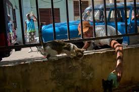 Economic Strain Causes Abandonment of Pets in Tourist Regions