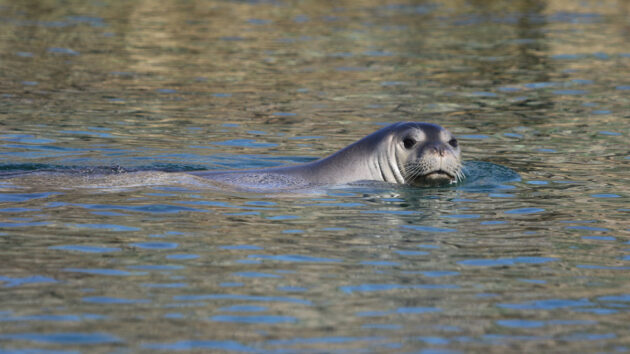 Safeguarding Monk Seals While Sailing in Greece