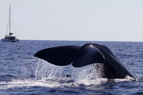 Responsible Cetacean Observation: A Nautical Guide