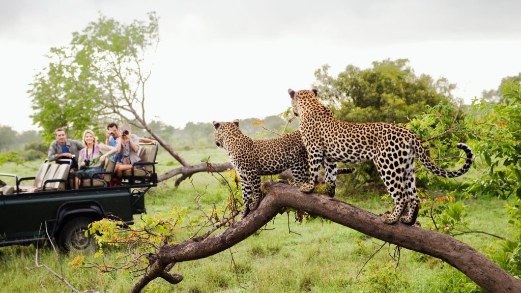 Unleashing the Best of September in Kruger National Park