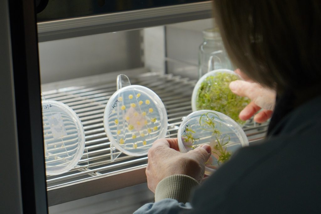 Transformations in Wheat: Scientific Advances and Nutritional Potential