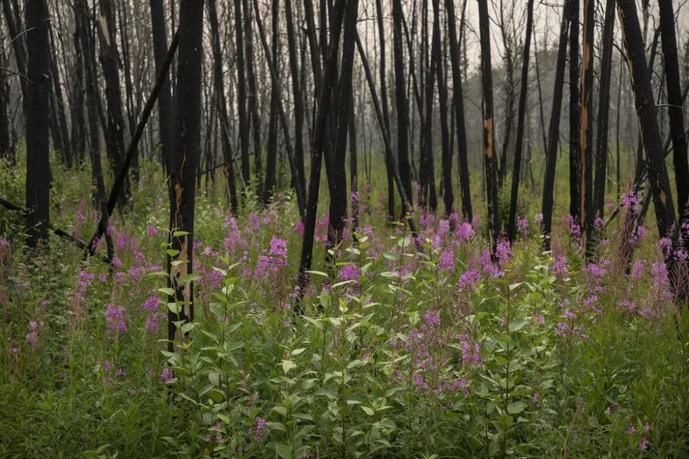 Summer Wildfires Disrupt Tourism in Jasper, Alberta
