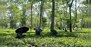 Assam Launches Ambitious Tea Tourism Project to Boost Heritage and Economy