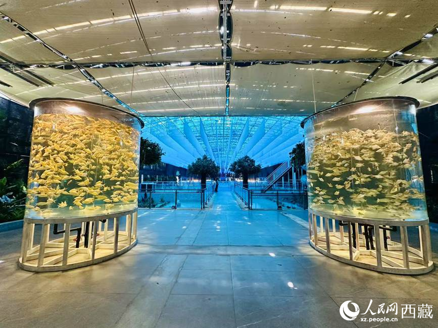 Ecological Transformation Fuels Tourism Growth in Xizang