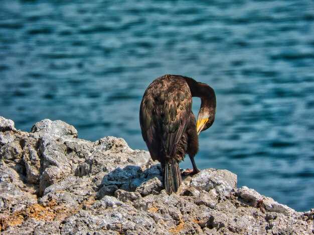 Sea Eagle – Facts, Habitat, and How to Observe