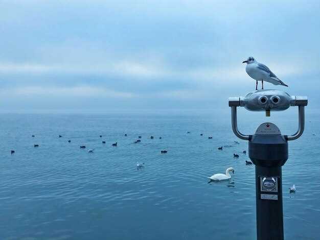 SEAGULL II – The Ultimate Guide to Features, Specs, and Applications