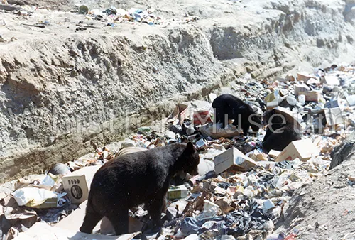 Whistler Village’s Initial Bear Encounters and School Construction