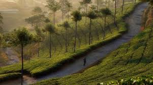 Steady Tourist Arrivals in Darjeeling, Kalimpong, and Dooars Amidst Weather Woes