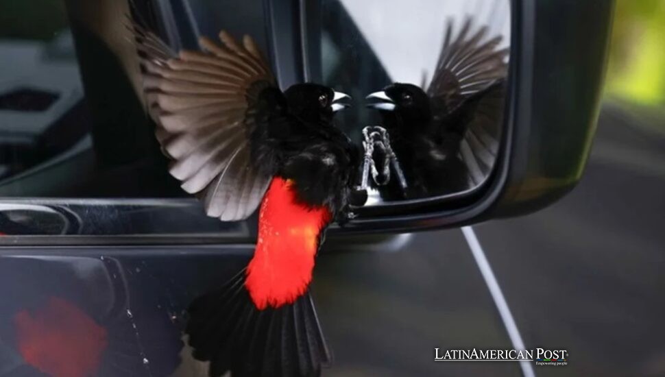 How Costa Rica’s Arenal Volcano Shaped a New Wellness Destination