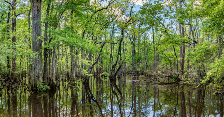 Five Lesser-Known South Carolina Destinations Locals Cherish