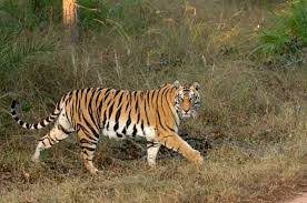 Exclusive Five-Day Walking & Mobile Safari Launched in Satpura Tiger Reserve