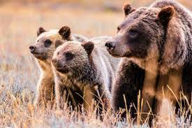 Understanding the Tourism Cost of Grizzly Bear Deaths in Yellowstone