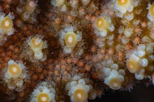 Das spektakuläre jährliche Korallenlaichereignis des Great Barrier Reefs