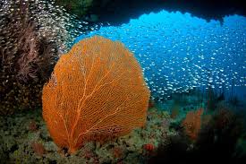 몰디브, 주요 산호초 복원 이니셔티브 개시