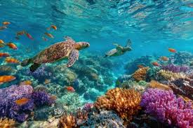 Exploring Volunteer Travel from Southeast Asia to Global Destinations