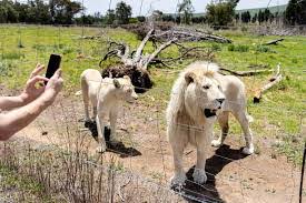 Four Paws Advocates Responsible Wildlife Tourism for South African Holidaymakers