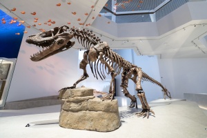 Natural History Museum Abu Dhabi: A New Landmark of Nature and Science