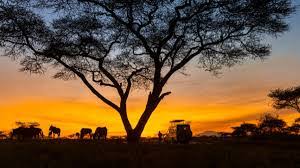 Kukrail Night Safari inaugura esperienze notturne con la fauna selvatica a Lucknow