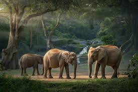 Gujarat presadzuje ochranu divokej prírody a ekoturistiku