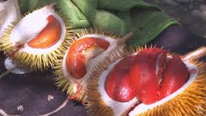 Sabah’s Exotic Red Durians Gain Spotlight in Tourism Growth